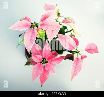 Fiore rosa euforbia (stella di natale chiamata, anche) su sfondo chiaro, primo piano. Foto Stock