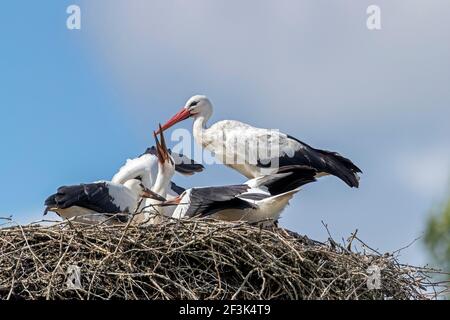 Cicogna bianca europea (Ciconia ciconia). Le giovani cicogne si sono chieste per più cibo dopo essere stato nutrito. Germania Foto Stock