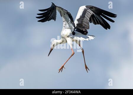 Cicogna bianca (Ciconia ciconia). Fedgling facendo prove di volo su nido. Germania Foto Stock