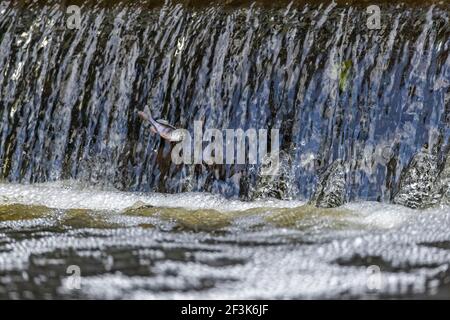 European Perch, Redfin Perch (Perca fluviatilis) fallisce nel tentativo di superare una piccola cascata. Germania Foto Stock