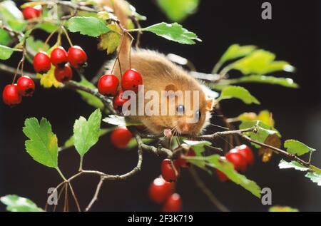 Comune Dormouse, Hazel Dormouse (Muscardinus avellanarius) arrampicata in Hawthorn. Germania Foto Stock