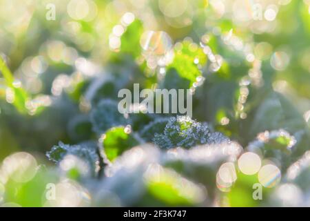 Astratto sfondo verde di bokeh erba, gelo. Il concetto di una mattina fresca presto, il primo gelo nei campi. Inizio primavera o fine autunno, ch Foto Stock