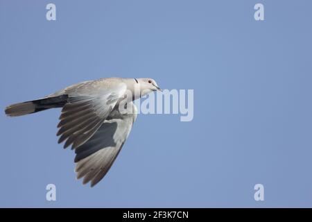 Collated dove - in flightStreptopelia decaocto Suffolk, UK BI009795 Foto Stock
