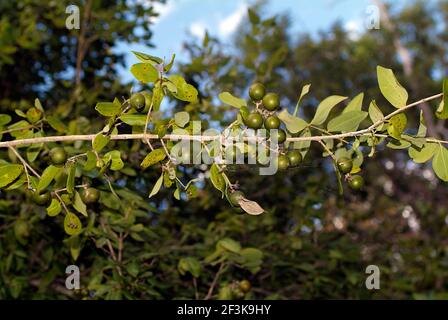 Australia, stricnina tree aka dado di veleno Foto Stock