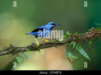 Lustro Honeysuperriduttore (Cyanerpes lucidus) arroccato su un ramo nelle foreste pluviali di Boca Tapada, Laguna de Lagarto Lodge, Costa Rica Foto Stock