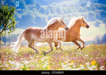 Haflinger Horse. Due cavalli che galoppano in un prato fiorito. Germania Foto Stock