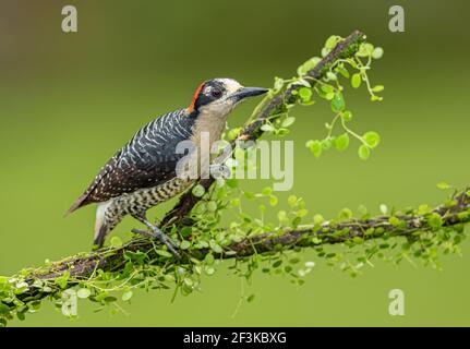 Picchio nero-cheeed, (Melanerpes pucherani) arroccato su un ramo mussoso nelle giungle del Costa Rica. Foto Stock