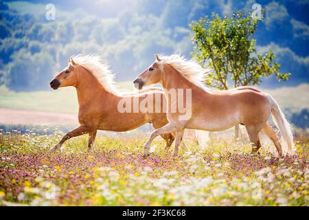 Haflinger Horse. Due cavalli che galoppano in un prato fiorito. Germania Foto Stock