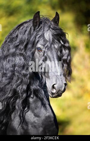 Cavallo Frisone. Ritratto di stallone nero. Svizzera Foto Stock