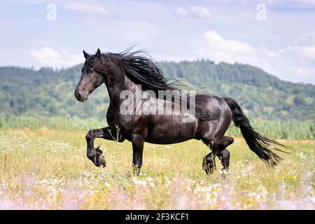 Cavallo Frisone. Trotto gelatinoso nero su un pascolo. Germania Foto Stock