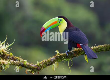 Toucan con fatturati a chiglia (Ramphastos sulfuratus), primo piano arroccato su un ramo fossile nelle foreste pluviali, Boca Tapada, Laguna de Lagarto Lodge, Costa Rica Foto Stock