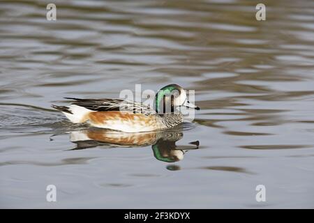 Chiloe Wigeon Anas sibilatrix WWT Slimbridge Gloucestershire, Regno Unito BI013113 Foto Stock