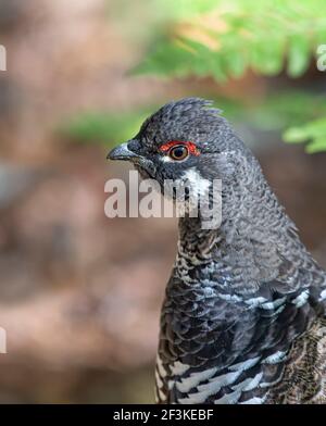 Abete rosso Grouse maschio Falcipennis canadensis in posa in muschio in Algonquin Park, Canada Foto Stock