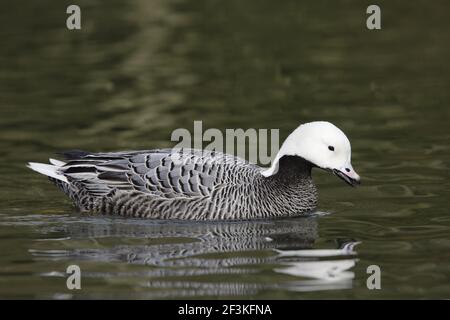 Anser canagicus WWT Arundel Sussex, UK BI013277 Foto Stock