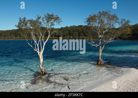 Lago Mckenzie (Boorangoora) sull'isola di Fraser in Queensland, Australia Foto Stock