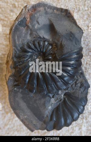 Fossile di El Fossil, il museo dei fossili, vicino a Villa de Leyva, Colombia | NESSUNO | Foto Stock