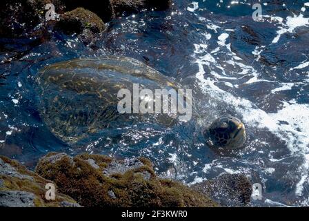 Hawksbill Turtle, Punaluu spiaggia di sabbia nera, isola delle Hawaii (Grande isola), Hawaii, Stati Uniti d'America | NESSUNO | Foto Stock