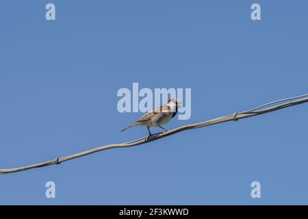 Passera maschile appollaiato su un cavo contro il cielo blu Foto Stock