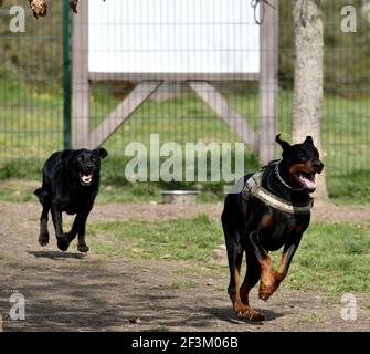 Un Labrador Rottweiler nero e un Retriever in esecuzione concorrenza al corso di formazione Foto Stock