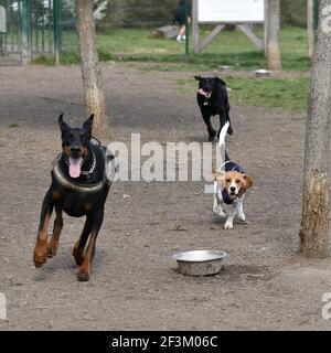 Un Rottweiler Labrador nero, un Retriver e un Beagle in una gara di corsa al training Foto Stock