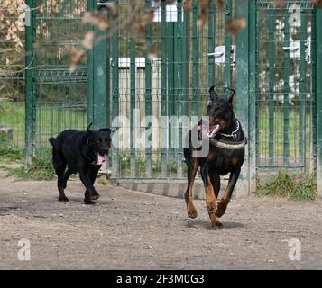 Un Labrador Rottweiler nero e un Retriever in esecuzione concorrenza al corso di formazione Foto Stock