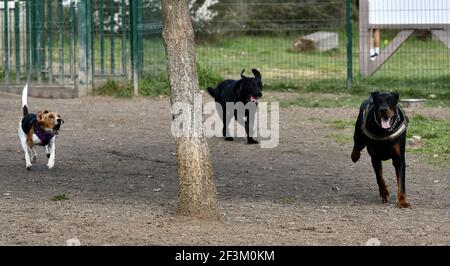 Un Rottweiler Labrador nero, un Retriver e un Beagle in una gara di corsa al training Foto Stock