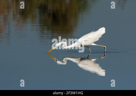 Una bella Grande Egret (Ardea alba), caccia di pesci nelle acque poco profonde di una mangrovia a Ras al Khor a Dubai, Emirati Arabi Uniti. Foto Stock