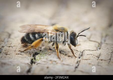 Un closeup di una femmina Bee da miniera dal colore bianco Foto Stock