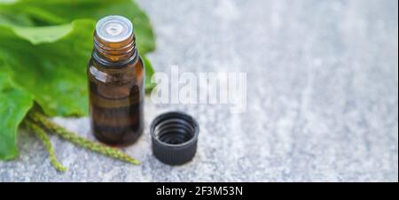 Piantare l'olio essenziale in una piccola bottiglia. Fuoco selettivo. Natura. Foto Stock