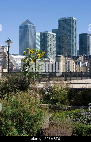 Surrey Quays Farm con Canary Wharf Behind, Londra, SE16, Inghilterra | NESSUNO | Foto Stock