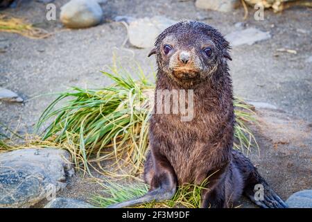 Giovane foca in pelliccia sull'isola della Georgia del Sud Foto Stock