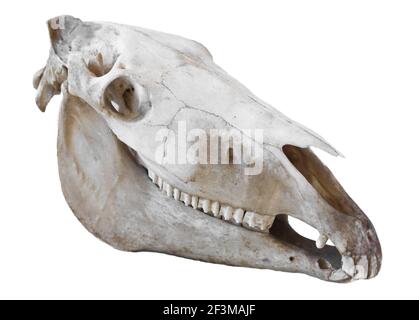 Lato destro del cavallo cranio (Equus caballus) con mandibola inferiore e superiore. Isolato su bianco Foto Stock