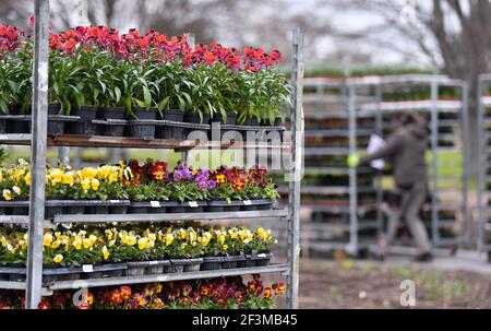 Erfurt, Germania. 17 Marzo 2021. Le piante sono portate al grande aiuole fiorite sui terreni del Federal Horticultural Show (BUGA) in egapark per essere piantate. Dal 23 aprile al 10 ottobre 2021, il festival estivo con vetrina orticola si svolgerà in due sedi espositive a Erfurt. Inoltre, in tutta la Turingia sono previste 25 postazioni all'aperto BUGA. Credit: Martin Schutt/dpa-Zentralbild/dpa/Alamy Live News Foto Stock