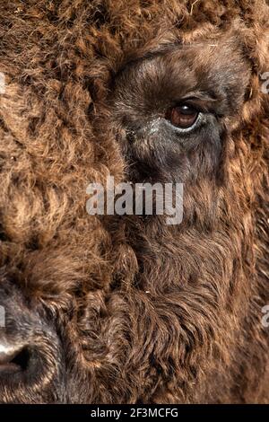 Bisonte europeo (Bison bonasus), prigioniero al Highland Wildlife Park, Kingussie, Scozia, Regno Unito Foto Stock