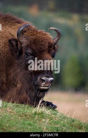 Bisonte europeo (Bison bonasus), prigioniero al Highland Wildlife Park, Kingussie, Scozia, Regno Unito Foto Stock