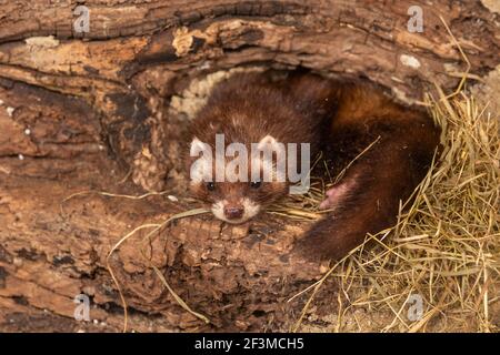 Polecat europeo (Mustela putorius), prigioniero, Regno Unito Foto Stock