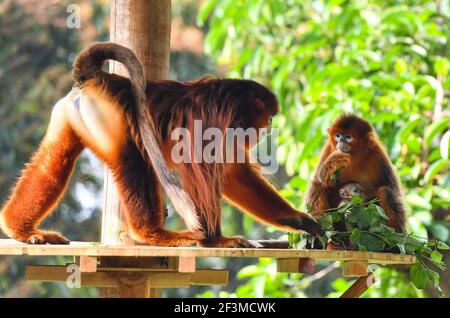 Guangzhou, la provincia cinese di Guangdong. 17 Marzo 2021. La scimmia Ping Ping (L), la scimmia Dian Dian dal naso di snub dorato femminile e il loro bambino Chun WAN sono visti al Chimelong Safari Park a Guangzhou, nella provincia di Guangdong della Cina meridionale, 17 marzo 2021. Un cucciolo di scimmia dal naso di serpente dorato di un mese, Chun WAN, ha incontrato il pubblico con la madre e il padre al Chimelong Safari Park. Credit: Liu Dawei/Xinhua/Alamy Live News Foto Stock