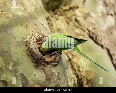 Anello collo Parakeet guardando in un Nest in un albero Foto Stock