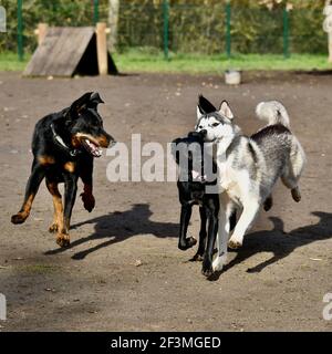 Un Rottweiler Labrador nero, un Retriever e un Husky in una gara di corsa al corso di formazione Foto Stock