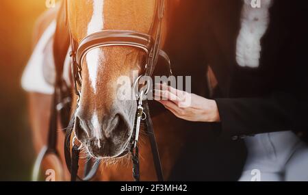 Una donna in costume di un cavallo regola le cinghie sulla briglia indossata sul muso di un cavallo stregone con una macchia bianca sulla fronte, che è il Foto Stock