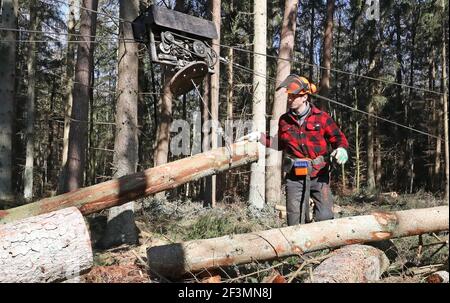 Wiethagen, Germania. 17 Marzo 2021. In occasione di un evento stampa nella Rostock Heath, il forestere Marc Hinz dell'ufficio forestale della città utilizza la tecnologia delle gru a fune per la raccolta del legname. Il nuovo metodo ecocompatibile è particolarmente adatto per le zone umide della foresta su terreno pianeggiante e dovrebbe essere realizzabile anche per le operazioni forestali più piccole. Credit: Bernd Wüstneck/dpa-Zentralbild/ZB/dpa/Alamy Live News Foto Stock