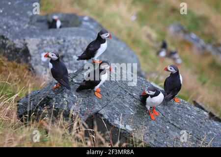 Uccelli puffin in Norvegia tempo piovoso. Birdwatching sull'isola di Runde. Puffin Atlantico (Fratercola artica) specie di uccelli. Foto Stock