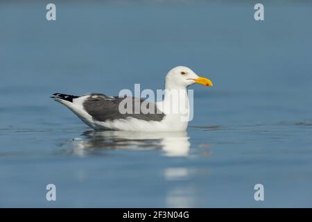 Western gull Larus occidentalis, adulti che nuotano nel porto, Moss Landing, California, USA, ottobre Foto Stock