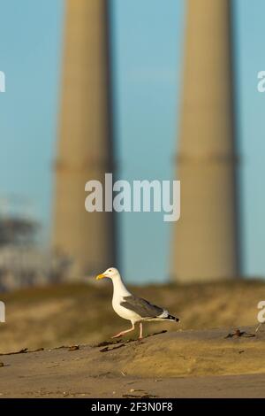 Western gull Larus occidentalis, adulto arroccato sulla spiaggia di sabbia, Moss Landing, California, USA, ottobre Foto Stock