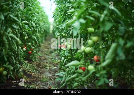 Pomodori rossi e verdi sui cespugli in serra. Vista orizzontale, profondità di campo poco profonda Foto Stock