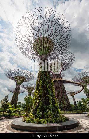 Supertrees scultorei a Gardens by the Bay, Singapore, con Hig Foto Stock