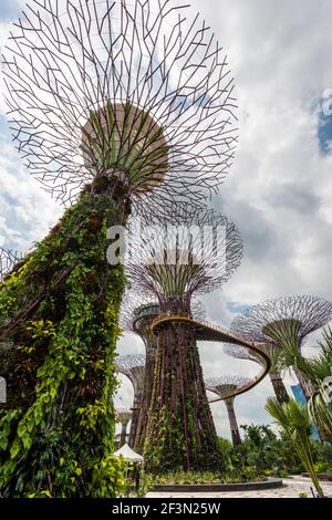 Supertrees scultorei a Gardens by the Bay, Singapore, con Hig Foto Stock