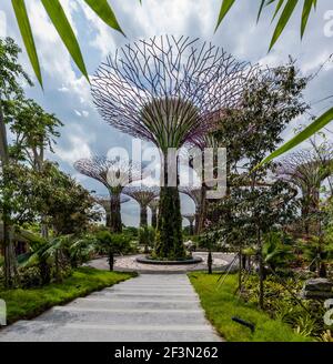 Supertrees scultorei a Gardens by the Bay, Singapore. Foto Stock