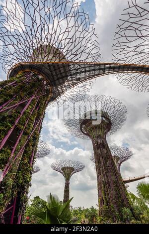 Supertrees scultorei a Gardens by the Bay, Singapore, con Hig Foto Stock