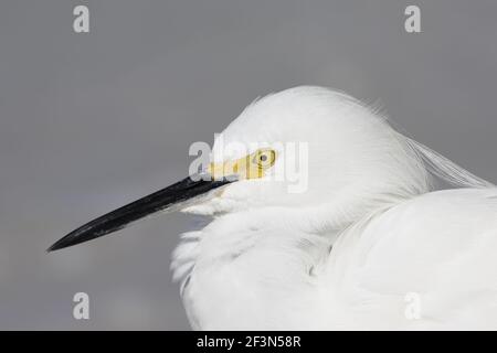 Snowy Egret close up (Egretta thula) Sanibel Island, florida, USA BI000484 Foto Stock